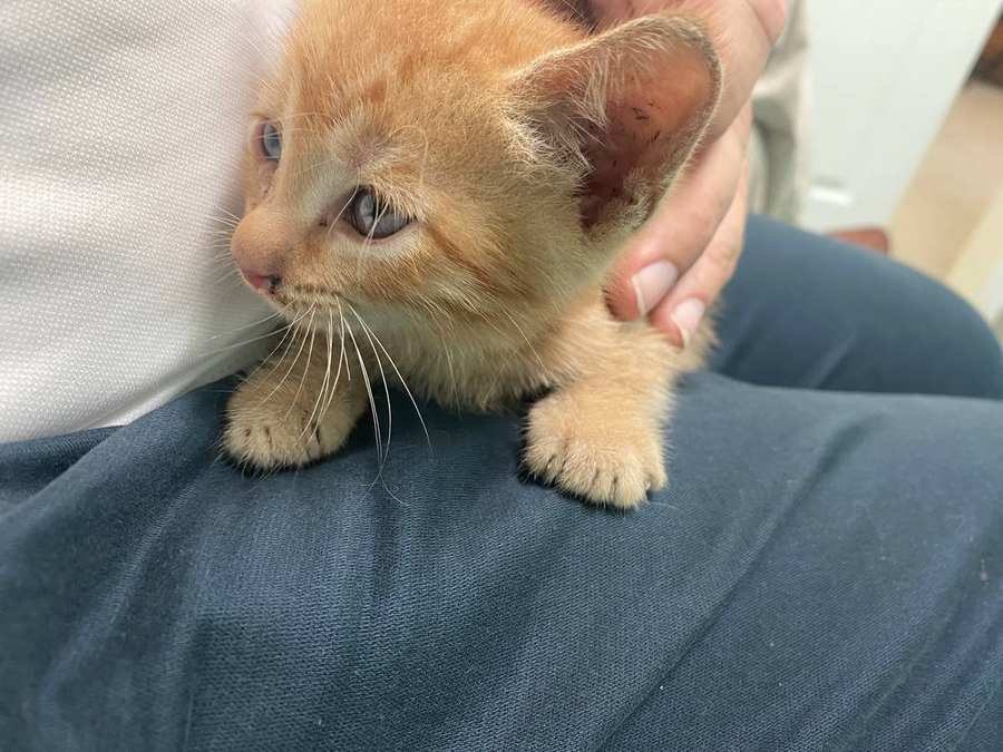 The kitten Dennis carried off a three-lane highway, September 2023